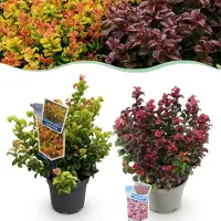 Green Boutiq - Plante de jardin - Leucothoe Curly Duo - Jaune et rouge - 2 plants - À feuillage persistant - Peu d'entretien - Pot de 17 cm, hauteur 40 cm