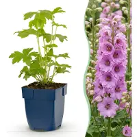 Green Boutiq - Plante vivace - Delphinium (P) Astolat - Delphinium - Attire les abeilles et les papillons - Rose - 6 plants - Pot de 11 cm - Hauteur : 15-25 cm