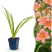 Green Boutiq - Vasteplant - Hémérocallis Rose Damas - Daglilie - Attire les abeilles et les papillons - Rose - 3 plants - Pot de 11 cm - Hauteur 15-25 cm