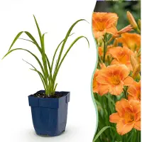 Green Boutiq - Vasteplant - Hémérocalle Mauna Loa - Lis d'un jour - Attire les abeilles et les papillons - Orange - 1 plante - Pot de 11 cm - Hauteur 15-25 cm