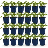 Green Boutiq - Plante vivace - Géranium « Rozanne » - Géranium - Couvre-sol - Bleu - 24 plants - Pot de 11 cm - Hauteur : 15-25 cm