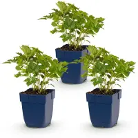 Green Boutiq - Plante vivace - Astilbe chin. Pumila - Spirea à panicules - Ombre - Violet - 3 plants - Pot de 11 cm - Hauteur 15-25 cm