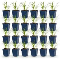Green Boutiq - Plante vivace - Agapanthus africanus Albus - Lys d'Afrique - Attire les abeilles et les papillons - Blanc - 24 plants - Pot de 11 cm - Hauteur 15-25 cm