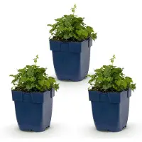 Green Boutiq - Plante vivace - Campanula posch. Variété Lisduggan - Campanule à feuilles de pêcher - Couvre-sol - Blanche - 3 plants - Pot de 11 cm - Hauteur : 15-25 cm