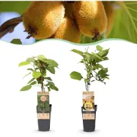 Green Boutiq - Fruitplant - Actinidia Weiki & Golden Kiwi - Kiwiplant - 1 Mannelijke - 1 Vrouwelijke - Planten - Geel - Pot 15cm - Hoogte 50cm