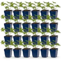 Green Boutiq - Plante vivace - Géranium Johnson's Blue - Geranium - Couvre-sol - Bleu - 24 plants - Pot de 11 cm - Hauteur 15-25 cm