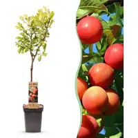 Green Boutiq - Fruitboom - Prunus domestica Victoria - Appelboom - Winterhard - Roze-Oranje Appel - 1 Plant - Pot 21cm - Hoogte 90cm