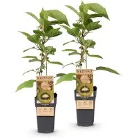 Green Boutiq - Fruitplant - Actinidia deliciosa Jenny - Kiwiplant - Zelfbestuivend - Groene Vrucht - 2 Planten - Pot 15cm - Hoogte 50cm