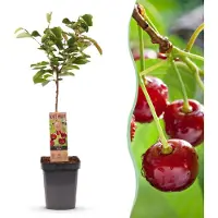 Green Boutiq - Arbre fruitier - Prunus avium Regina - Cerisier - Résistant au froid - Baies rouge foncé - 1 plant - Pot de 21 cm - Hauteur 90 cm