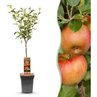 Green Boutiq - Arbre fruitier - Malus domestica Elstar - Pommier - Résistant au froid - Pomme rouge-verte - 1 plant - Pot de 21 cm - Hauteur 90 cm