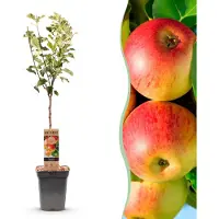 Green Boutiq - Fruitboom - Malus domestica Jonagold - Appelboom - Winterhard - Geel-Groene Appel - 1 Plant - Pot 21cm - Hoogte 90cm
