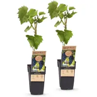 Green Boutiq - Fruitplant - Vitis vinifera Boskoop Glory - Druivenplant - Winterhard - Blauwe Druif - 2 Planten - Pot 15cm - Hoogte 50cm