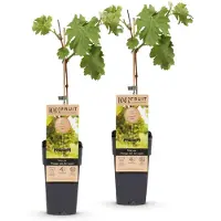 Green Boutiq - Fruitplant - Vitis vinifera Vroege van der Laan - Druivenplant - Winterhard - Witte Druif - 2 Planten - Pot 15cm - Hoogte 50cm