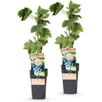 Green Boutiq - Arbre fruitier - Vitis vinifera Regent - Vigne - Greffée - Raisin bleu - 2 plants - Pot de 15 cm - Hauteur 50 cm