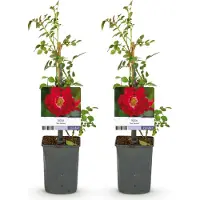 Green Boutiq - Klimroos - Rosa Red Queen - Bloem Rood - Weinig onderhoud - 2 planten - Pot 11cm Hoogte 40cm