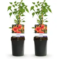 Green Boutiq - Campsis - Campsis radicans Madame Galen - Fleurs orange - Peu d'entretien - 2 plants - Pot de 11 cm - Hauteur 40 cm