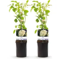 Green Boutiq - Klimroos - Rosa White Climber - Bloem Wit - Weinig onderhoud - 2 planten - Pot 11cm Hoogte 40cm