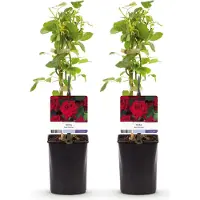 Green Boutiq - Rosier grimpant - Rosa Red Climber - Fleurs rouges - Peu d'entretien - 2 plants - Pot de 11 cm, hauteur 40 cm