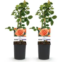 Green Boutiq - Klimroos - Rosa Orange Climber - Bloem Oranje - Weinig onderhoud - 2 planten - Pot 11cm Hoogte 40cm