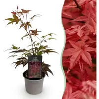 Green Boutiq - Plante de jardin - Acer palmatum Atropurpureum - Violet - 1 plante - À feuilles caduques - Peu d'entretien - Pot de 12 cm, hauteur 35 cm