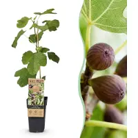 Green Boutiq - Fruitplant - Ficus caria Little miss Figgy - Vijgenboom - Winterhard - Rode Vrucht - 2 Planten - Pot 15cm - Hoogte 50cm