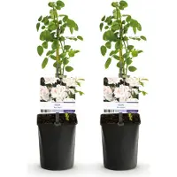 Green Boutiq - Klimroos - Rosa New Dawn - Bloem Licht roze - Weinig onderhoud - 2 planten - Pot 11cm Hoogte 40cm