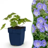 Green Boutiq - Plante vivace - Géranium « Rozanne » - Géranium - Couvre-sol - Bleu - 6 plants - Pot de 11 cm - Hauteur : 15 à 25 cm