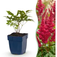 Green Boutiq - Plante vivace - Astilbe (A) Fanal - Spiraea paniculata - Ombre - Rouge - 3 plants - Pot de 11 cm - Hauteur 15-25 cm