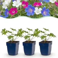 Green Boutiq - Plante vivace - Géranium tricolore - Geranium - Couvre-sol - Violet - Rose - Blanc - 6 plants - Pot de 11 cm - Hauteur 15-25 cm