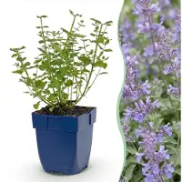 Green Boutiq - Plante vivace - Nepeta faassenii Walker's Low - Herbe à chat - Attire les abeilles et les papillons - Bleu - 3 plants - Pot de 11 cm - Hauteur : 15-25 cm