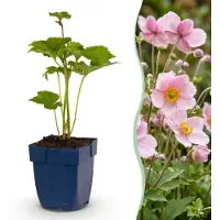 Green Boutiq - Plante vivace - Anémone hybride « Königin Charlotte » - Anémone d'automne - Ombre - Rose - 12 plants - Pot de 11 cm - Hauteur : 15-25 cm