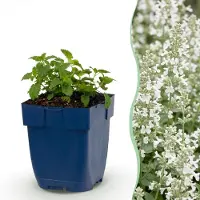 Green Boutiq - Plante vivace - Nepeta faassenii Snowflake - Herbe à chat - Attire les abeilles et les papillons - Blanche - 12 plants - Pot de 11 cm - Hauteur : 15-25 cm