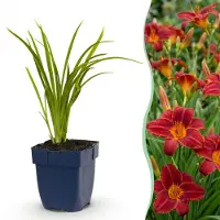 Green Boutiq - Vasteplant - Hémerocallis Autumn Red - Daglilie - Attire les abeilles et les papillons - Rouge - 3 plants - Pot de 11 cm - Hauteur 15-25 cm