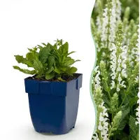 Green Boutiq - Vasteplant - Salvia nem. (Schneehügel) - Sauge - Attire les abeilles et les papillons - Blanche - 1 plante - Pot de 11 cm - Hauteur 15-25 cm