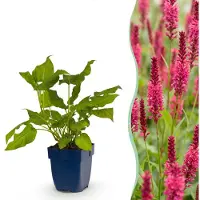 Green Boutiq - Vasteplant - Persicaria amplexicaulis - Polygonum amplexicaulis - Attire les abeilles et les papillons - Rouge - 24 plants - Pot de 11 cm - Hauteur 15-25 cm