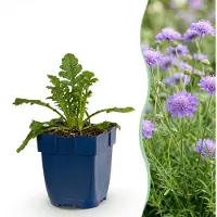 Green Boutiq - Vasteplant - Scabiosa 'Butterfly Blue' - Douifkruid - Attire les abeilles et les papillons - Violet - 3 plants - Pot de 11 cm - Hauteur : 15-25 cm