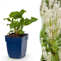 Green Boutiq - Vasteplant - Persicaria ampl. Alba - Polygonum bistorta 'Alba' - Plante vivace - Ombre - Blanc - 6 plants - Pot de 11 cm - Hauteur : 15-25 cm
