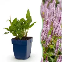Green Boutiq - Vasteplant - Persicaria ampl. Rosea - Polygonum - Ombragé - Rose - 12 plants - Pot de 11 cm - Hauteur 15-25 cm
