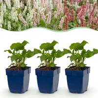 Green Boutiq - Grande plante - Persicaria tricolore - Polygonum - Ombre - Rouge - Rose - Blanc - 6 plantes - Pot de 11 cm - Hauteur 15-25 cm