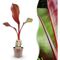 Green Boutiq - Fruitplant - Musa ensete Maurelli - Bananenboom - Winterhard - Rood-Groen - 1 Planten - Pot 21cm - Hoogte 90cm