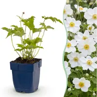 Green Boutiq - Plante vivace - Anémone hybr. Hon. Jobert - Anémone d'automne - Ombre - Blanc - 24 plants - Pot de 11 cm - Hauteur 15-25 cm