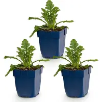 Green Boutiq - Vasteplant - Scabiosa 'Butterfly Blue' - Douifkruid - Attire les abeilles et les papillons - Violet - 3 plants - Pot de 11 cm - Hauteur : 15-25 cm