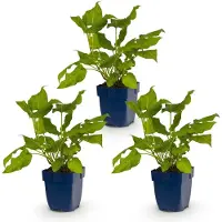 Green Boutiq - Vasteplant - Persicaria amplexicaulis - Polygonum - Ombragé - Rouge - 3 plants - Pot de 11 cm - Hauteur 15-25 cm