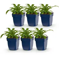 Green Boutiq - Plante vivace - Campanula pers. Alba - Campanule à feuilles de pêcher - Attire les abeilles et les papillons - Blanche - 6 plants - Pot de 11 cm - Hauteur 15-25 cm