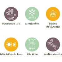 Green Boutiq - Plante vivace - Nepeta sib. Wild Orchid - Herbe à chat - Attire les abeilles et les papillons - Rose - 24 plants - Pot de 11 cm - Hauteur : 15-25 cm