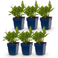 Green Boutiq - Vasteplant - Persicaria ampl. Rosea - Polygonum - Ombragé - Rose - 6 plants - Pot de 11 cm - Hauteur 15-25 cm
