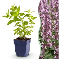 Green Boutiq - Plante vivace - Nepeta sib. Wild Orchid - Herbe à chat - Attire les abeilles et les papillons - Rose - 12 plants - Pot de 11 cm - Hauteur : 15-25 cm
