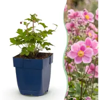 Green Boutiq - Plante vivace - Anémone hup. Splendens - Anémone d'automne - Ombre - Rose foncé - 6 plants - Pot de 11 cm - Hauteur : 15-25 cm
