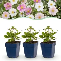 Green Boutiq - Plante vivace - Anémone tricolore - Anémone d'automne - Ombre - Rose foncé - Rose - Blanc - 12 plants - Pot de 11 cm - Hauteur : 15-25 cm