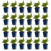 Green Boutiq - Vasteplant - Persicaria ampl. Rosea - Polygonum - Ombragé - Rose - 24 plants - Pot de 11 cm - Hauteur 15-25 cm